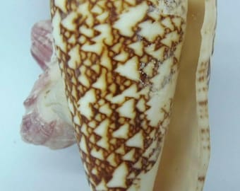 Seashells Seashell with barnacles Assorted Marine Life