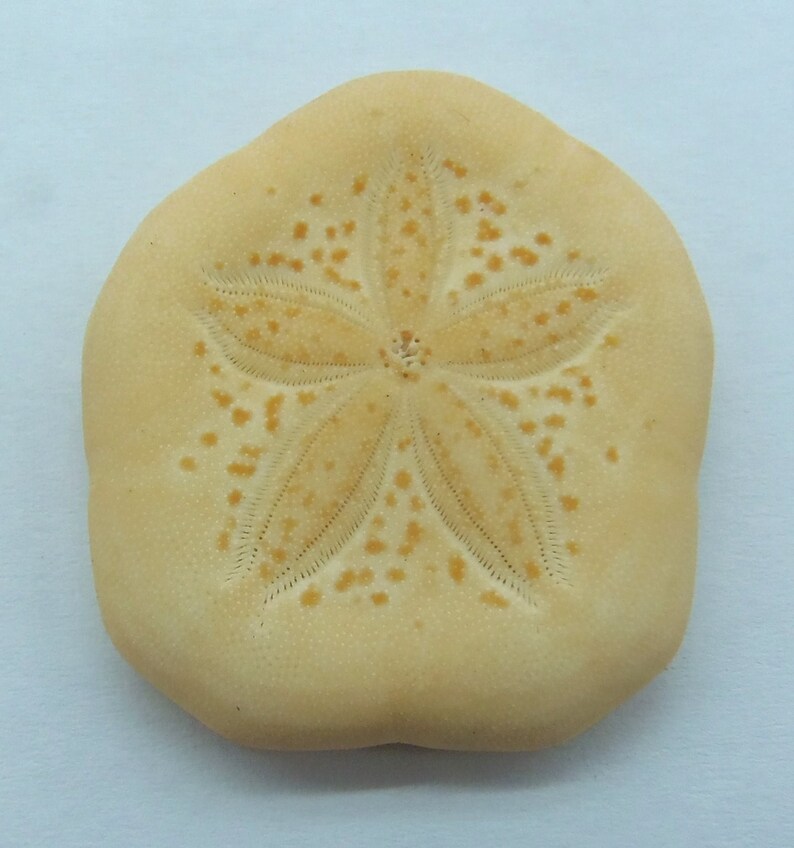 Sand Sifting Sea Star Archaster angulatus Sand dollar Laganum Etsy