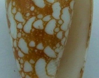 Seashells Omaria Cone Conus omaria