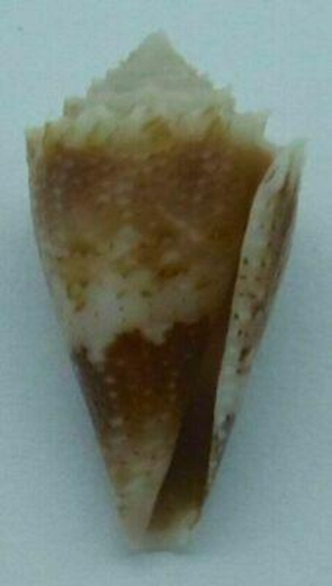 Shell Conage Seashells Cone Shell Conus Chiange - Etsy