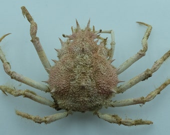 Cangrejo araña Maja japonica Taxidermia del cangrejo Rarezas
