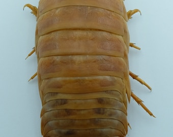 Rarezas de la taxidermia del cangrejo isópodo gigante Bathynomus doederleinii