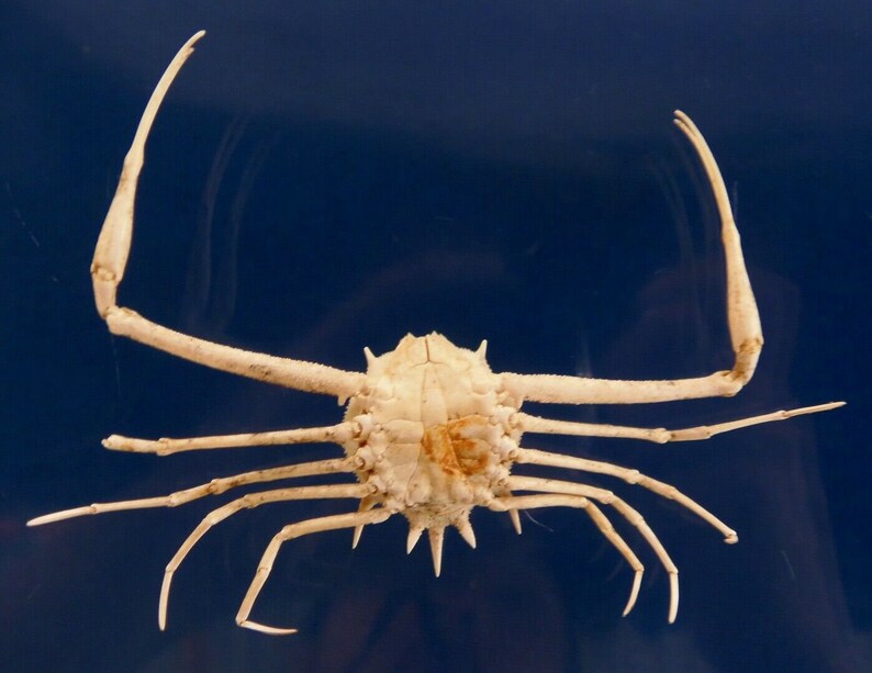 Gems Under the Sea 75419 Peeble crab Arcania undecimspinosa Taxidermy Curiosities Oddities
