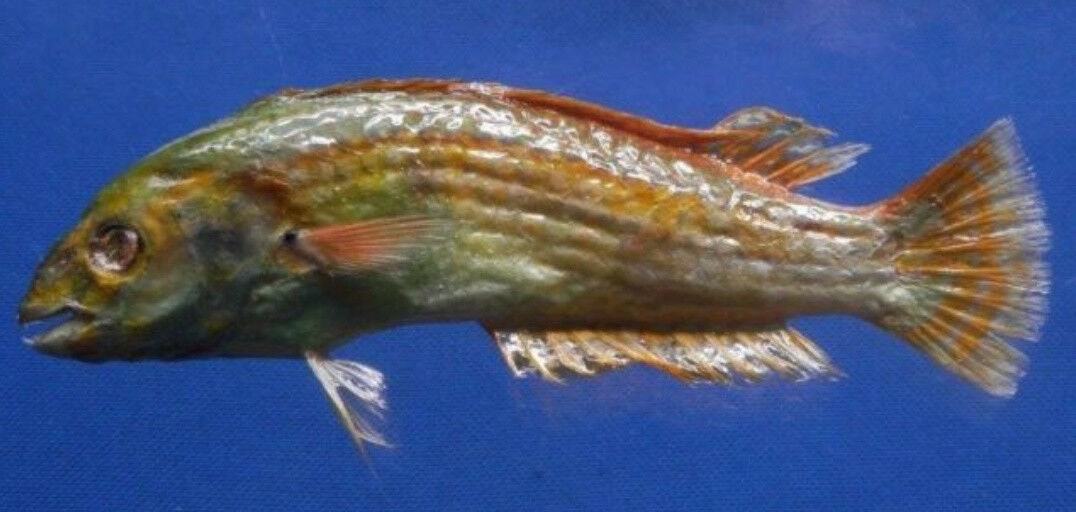 Home Décor Taxidermy & Curiosities Zigzag wrasse Halichoeres scapularis