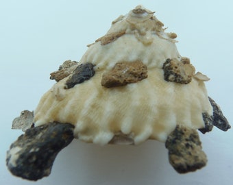 Seashells Carrier Shells Xenophora granulosa