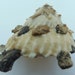 see more listings in the Seashells section