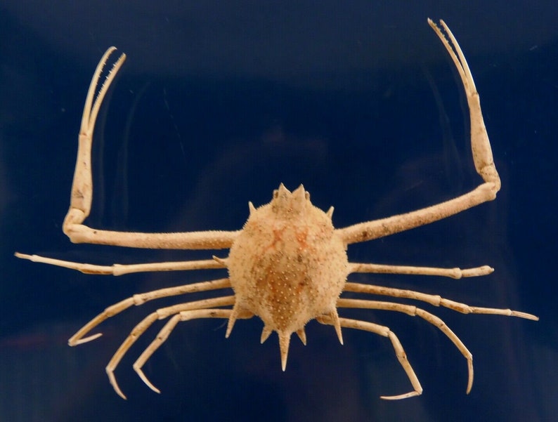Gems Under the Sea 75419 Peeble crab Arcania undecimspinosa Taxidermy Curiosities Oddities
