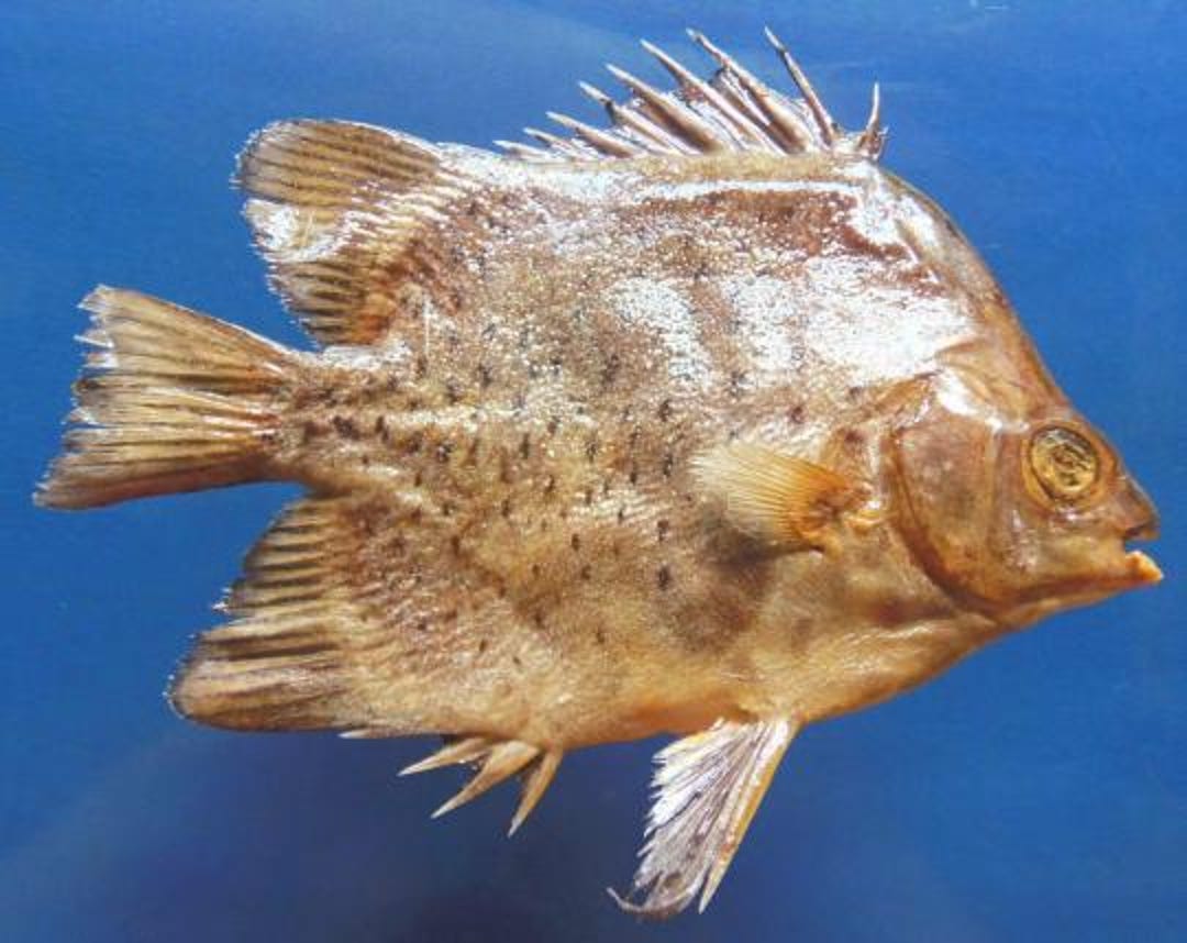 Argus Fish Spotted Scat Scatophagus Argus Fish Taxidermy Oddities - Etsy