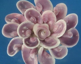 Craftshells Sailors Valentine Cut/Slice shells Coralliophila violacea