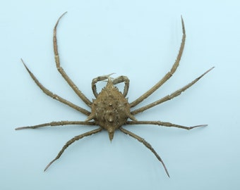 Cangrejo Araña Doclea armata Cangrejo Taxidermia Rarezas