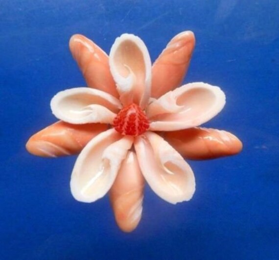 Sailors Valentine Craft Cut shells Vexillum plicarium 1 oz Sailors Valentine Craft Cut shells Vexillum plicarium 1 oz