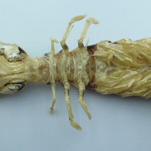 Zebra Mantis Shrimp Lysiosquillina maculata Crab Taxidermy Oddities image 6