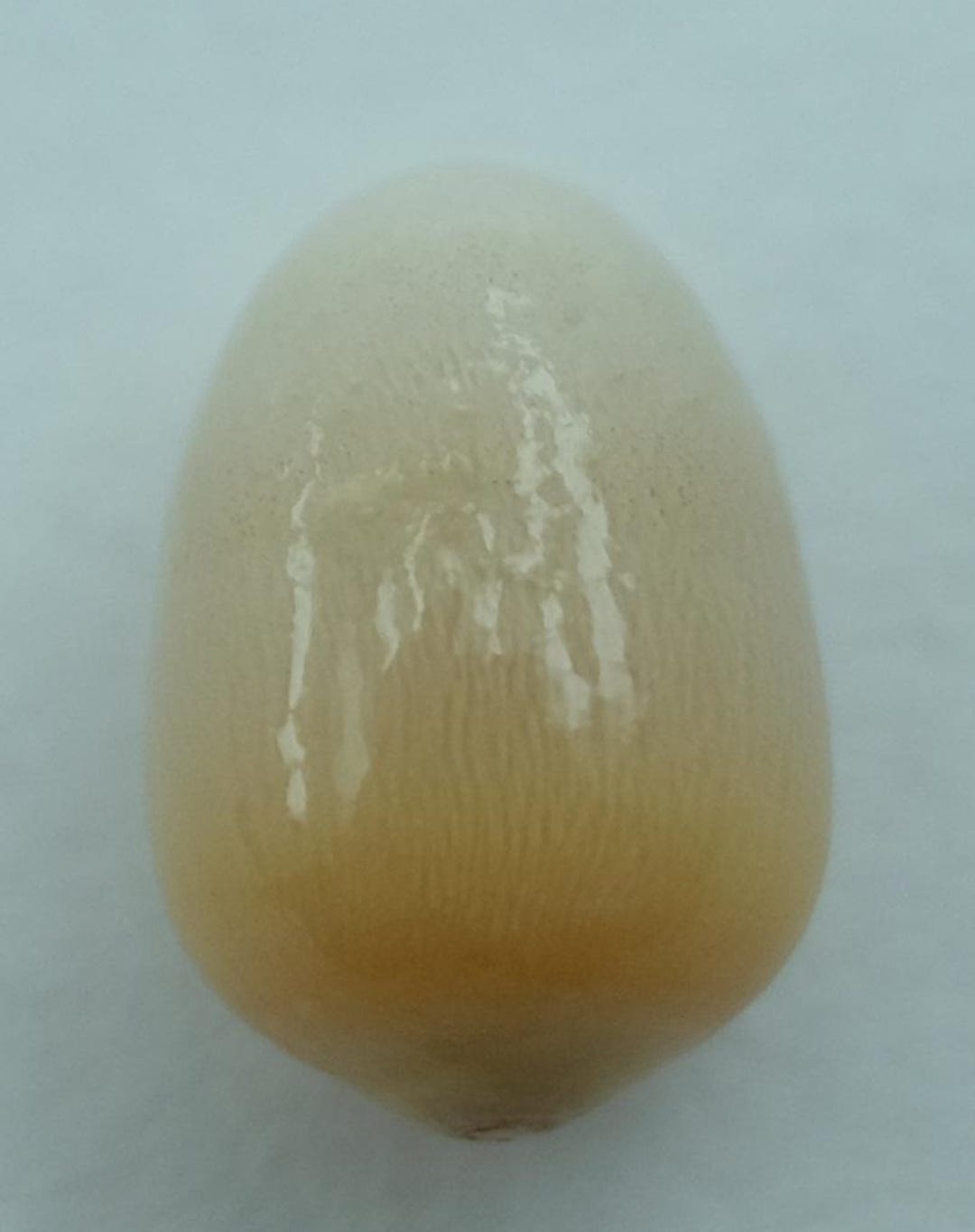 Wild Pearl of Punctate Codakia Shell Codakia Tigerina - Etsy