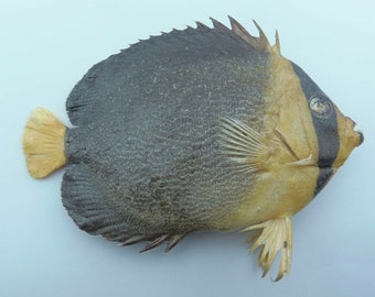 Red Sea Butterflyfish Chaetodontoplus mesoleucus Fish Taxidermy Oddities