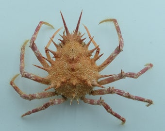Cangrejo araña Paramaya coccinea Taxidermia del cangrejo Rarezas