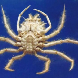 Spider crab Holthuija pauli Crab Taxidermy Oddities image 2