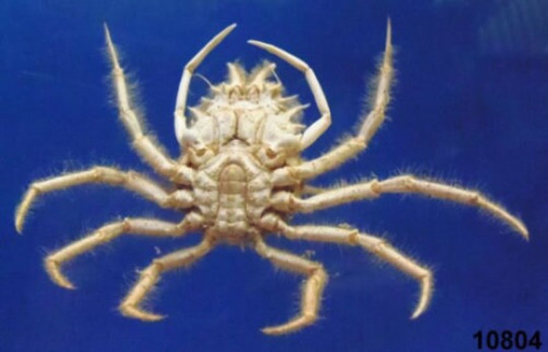 Spider crab Holthuija pauli Crab Taxidermy Oddities image 2