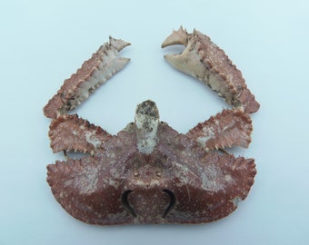 Dorsale Ellenbogenkrabbe Cryptopodia dorsalis Krabbenpräparate Kuriositäten
