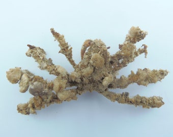 Spinnendekorateurkrabbe Camposcia retusa Krabbe Taxidermie Kuriositäten