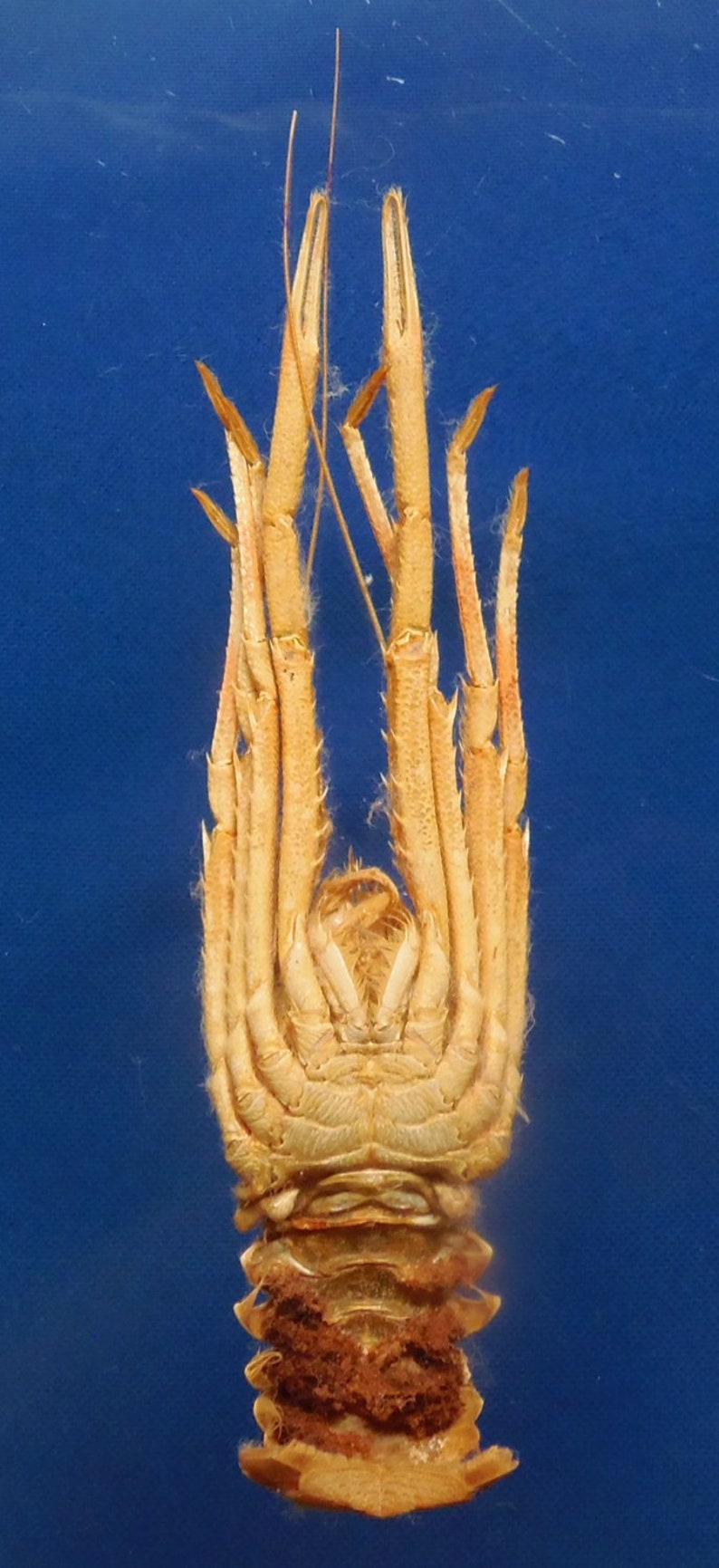 Gems Under the Sea 87523 Agononida pilosimanus 145 mm Curios Oddities Crab Taxidermy