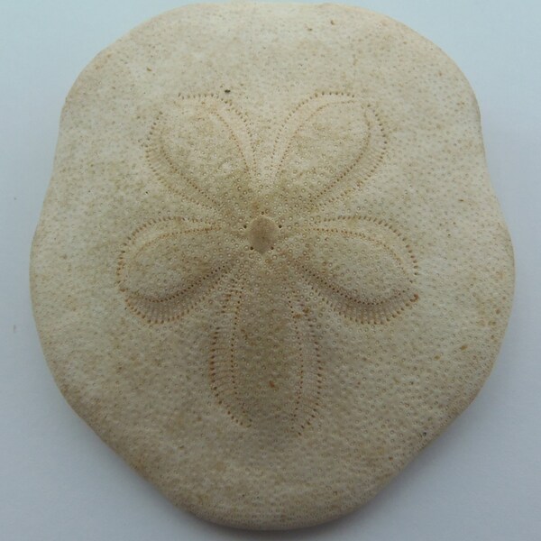 Echinoderms Sand dollar Clypeaster virescens Taxidermy Oddities