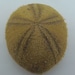 see more listings in the Echinoderm section