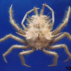 Spider crab Holthuija pauli Crab Taxidermy Oddities 10804, 29 mm