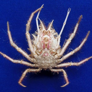 Spider crab Holthuija pauli Crab Taxidermy Oddities image 4