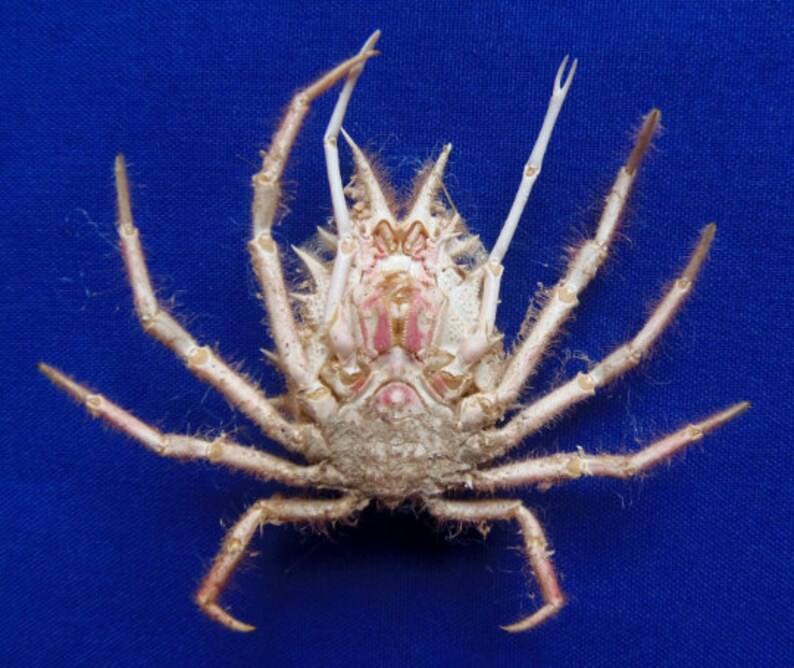 Spider crab Holthuija pauli Crab Taxidermy Oddities image 4