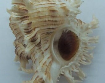 Seashells Smelly Murex Chicoreus cnissodus