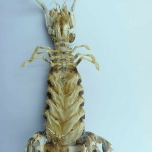 Zebra Mantis Shrimp Lysiosquillina maculata Crab Taxidermy Oddities image 2