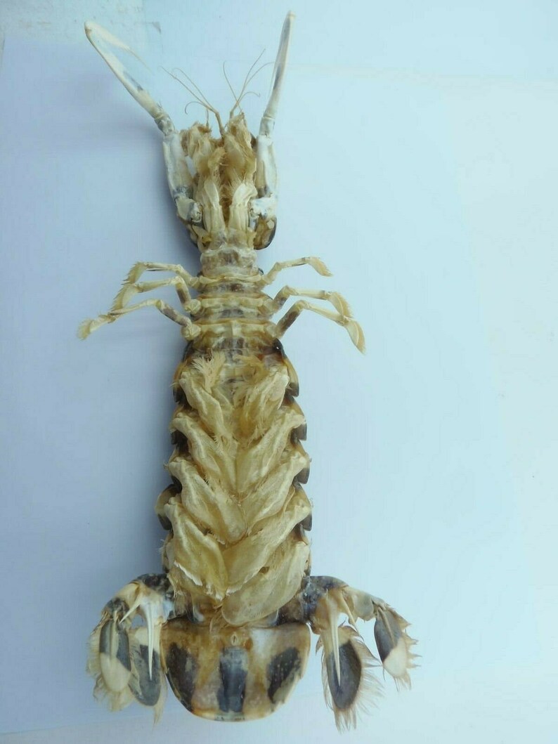 Zebra Mantis Shrimp Lysiosquillina maculata Crab Taxidermy Oddities image 2