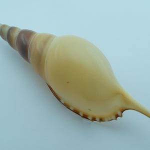 May include: A beige and brown seashell with a long, pointed spiral shape. The shell has a smooth, glossy surface and a textured edge. The colors transition from light beige to dark brown. The shell is a natural, organic item.