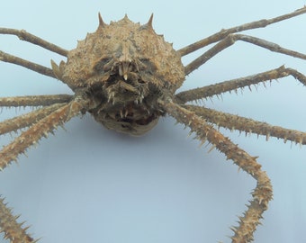 Cangrejo Araña Cyrtomaia horrida Taxidermia Del Cangrejo Rarezas