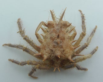 Cangrejo araña Paramaya spinigera Taxidermia del cangrejo Rarezas