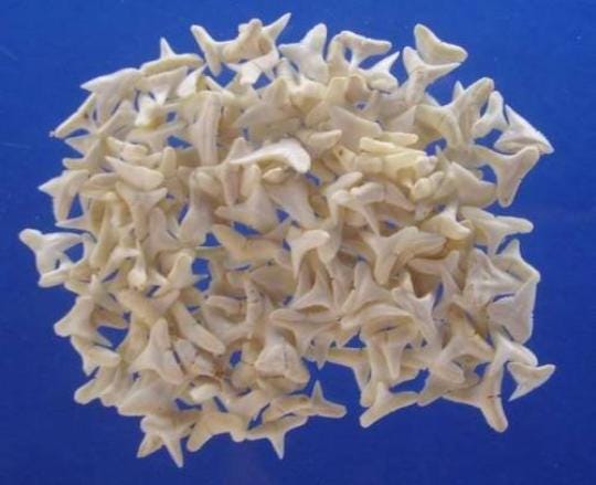 Pendants  Pendants Various Shark species