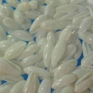 Craftshells Sailors Valentine Rice Shells Volvarina philippinarum