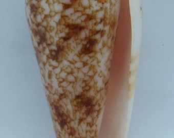 Seashells Neptune Cone Conus neptunus