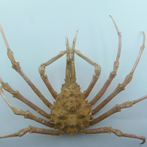 Crabe-araignée Naxioides robillardi Bizarreries de la taxidermie du crabe