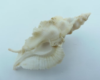 Seashells Club Murex Pterynotus elongatus