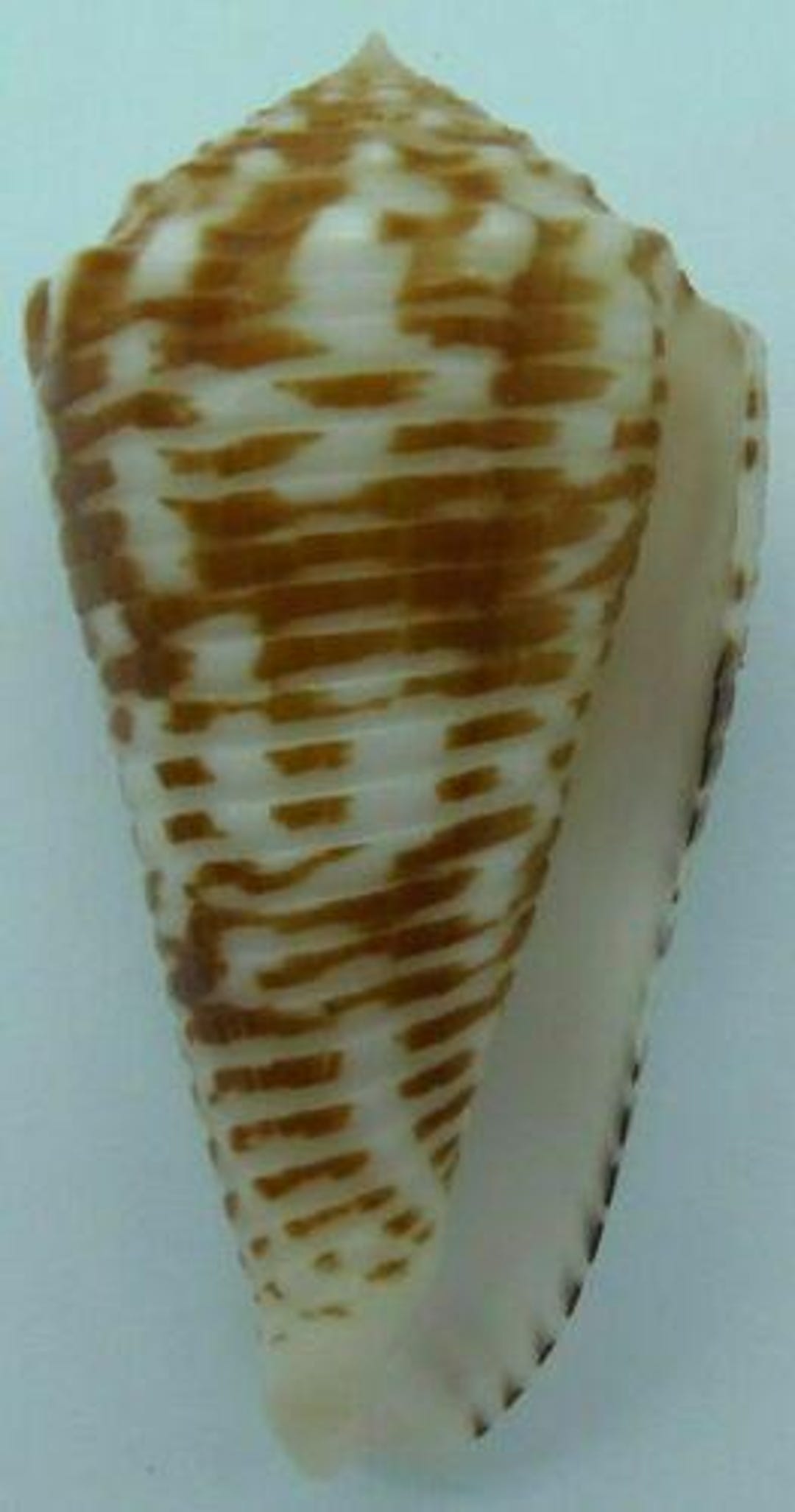 Shell Conage Seashells Cone Shell Conus Sulcocastaneus - Etsy