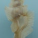 see more listings in the Seashells section