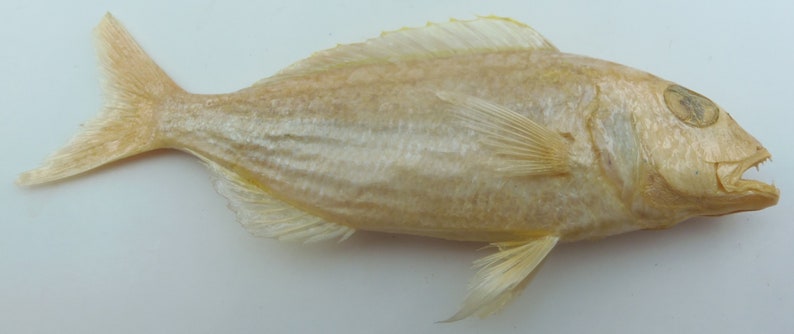 Japanese threadfin bream Nemipterus japonicus Fish Taxidermy Oddities image 1
