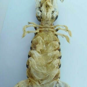 Zebra Mantis Shrimp Lysiosquillina maculata Crab Taxidermy Oddities image 4