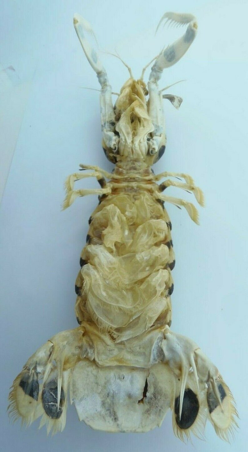 Zebra Mantis Shrimp Lysiosquillina maculata Crab Taxidermy Oddities image 4