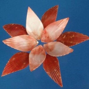 Craftshells Sailors Valentine Cut/ Slice shells Mimachlamys sanguinea