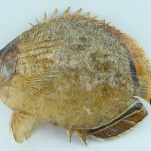 Melon Butterflyfish Chaetodon trifasciatus Fish Taxidermy Oddities image 1