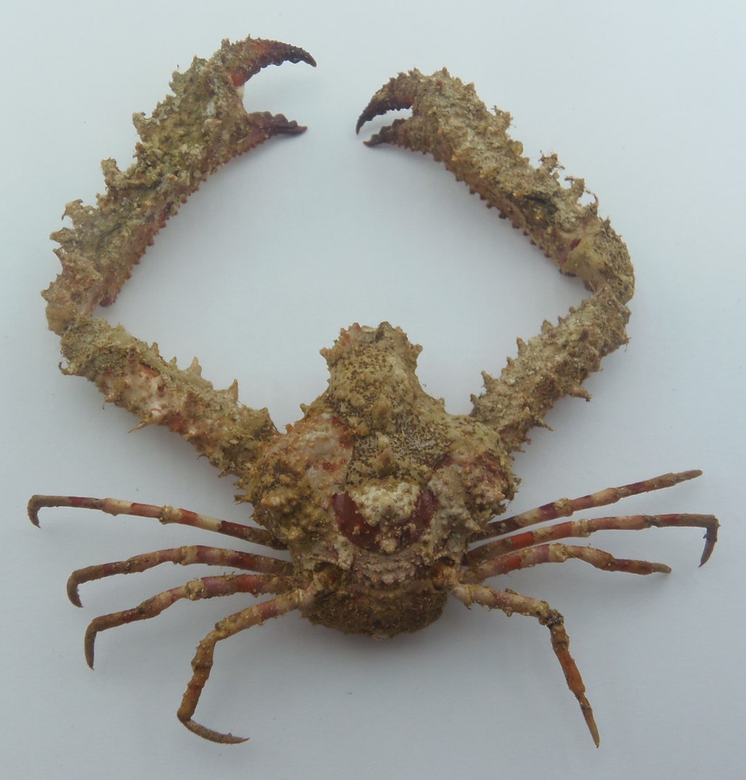 Elbow Crab Rhinolambrus Contrarius Crab Taxidermy Oddities - Etsy