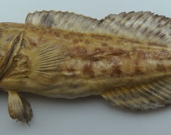 Dendritischer Kieferfisch Opistognathus dendriticus Kuriositäten der Fischpräparation