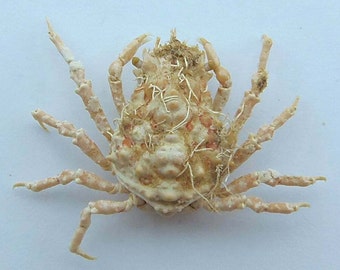 Seespinne Tiarinia cornigera Kuriositäten der Krabbenpräparation